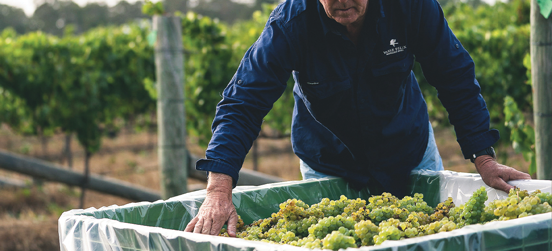 Hand Picked Chardonnay